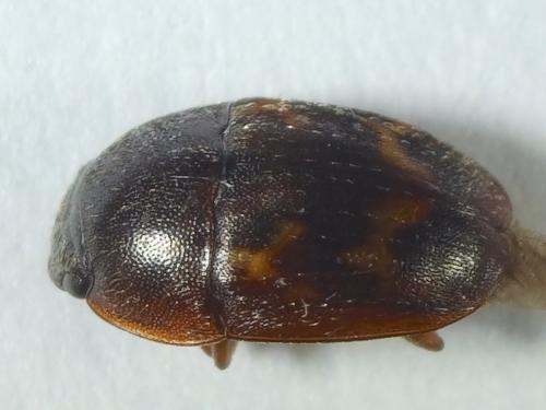 Réf. 232 045 : Cryptarcha strigata